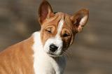 BASENJI 207